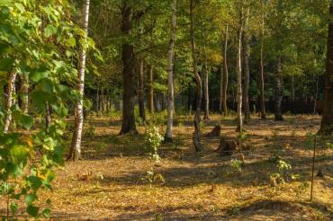 Участок, Зеленые холмы к/п (Першино), 50 сот
