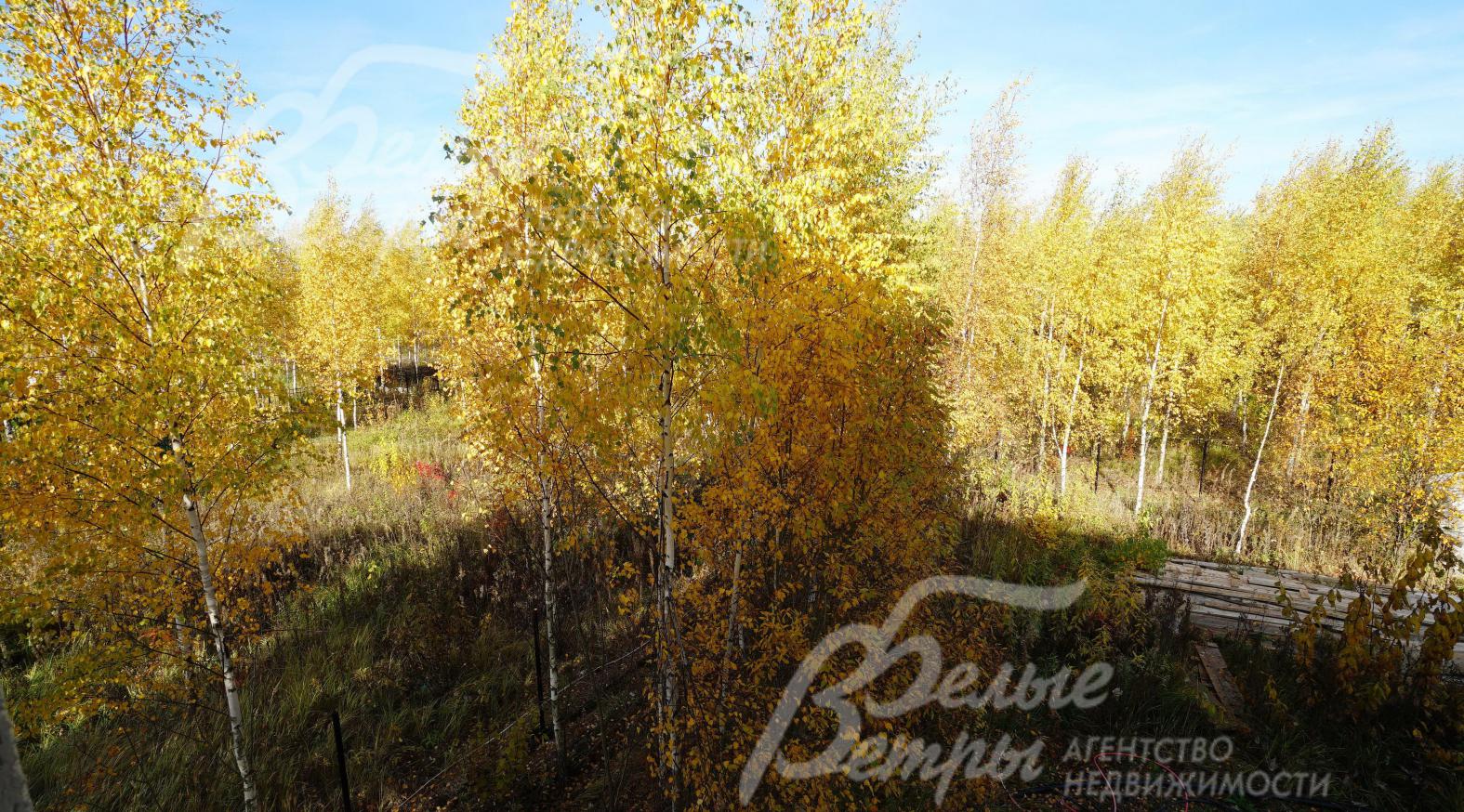 На участке растет большое количество деревьев