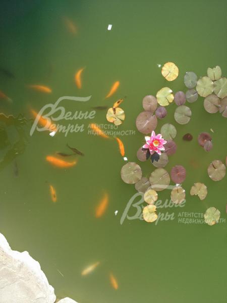 Пруд на участке