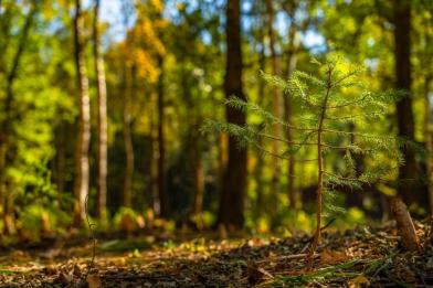 Участок, Зеленые холмы к/п (Першино), 50&nbsp;сот