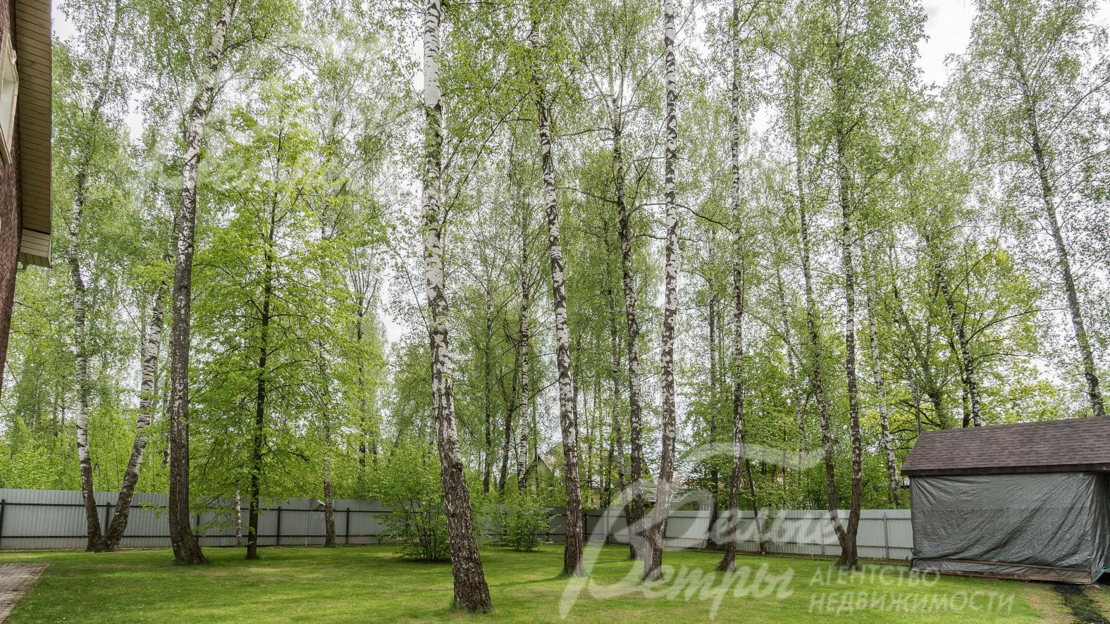 Лесной участок с 20 вековыми березами и газоном