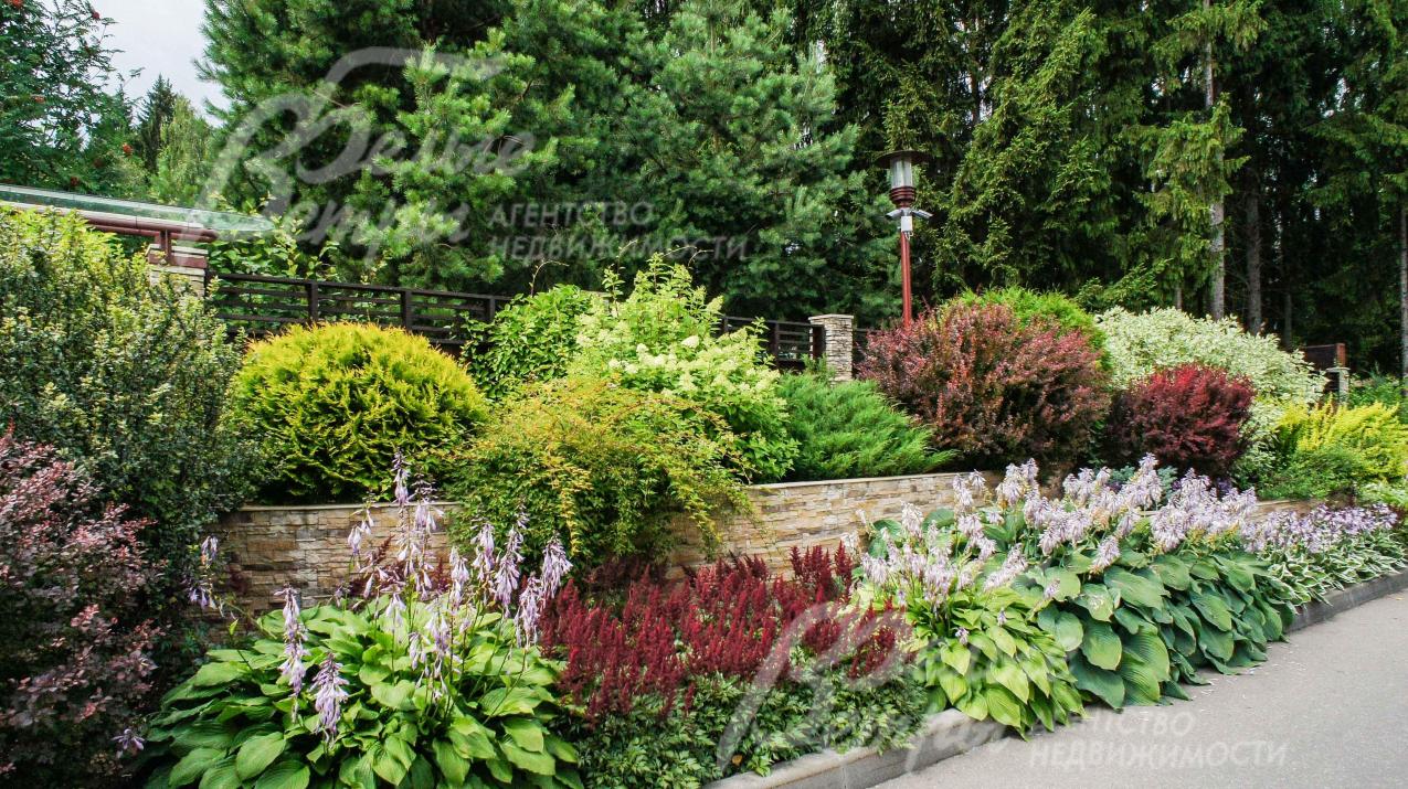 Декоративные кустарники на территории поселка