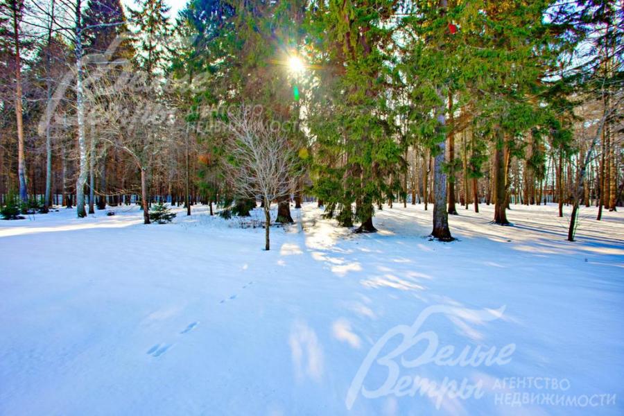 80 соток леса