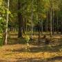Участок, Зеленые холмы к/п (Першино), 50&nbsp;сот