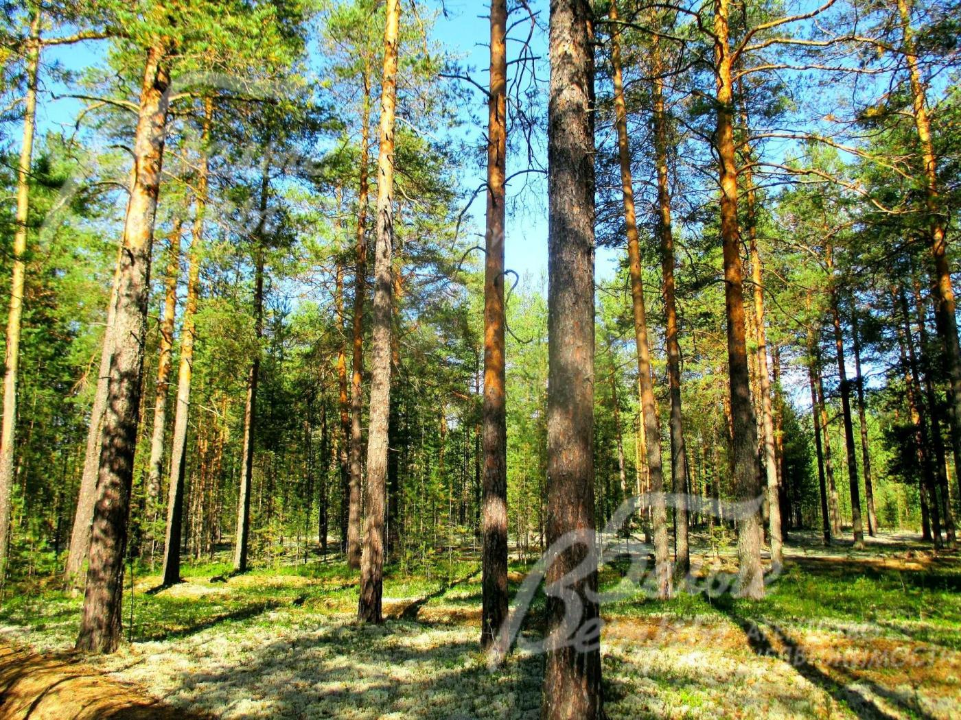 Лесной земельный участок площадью 20,53 соток в поселке бизнес класса Сосновый бор