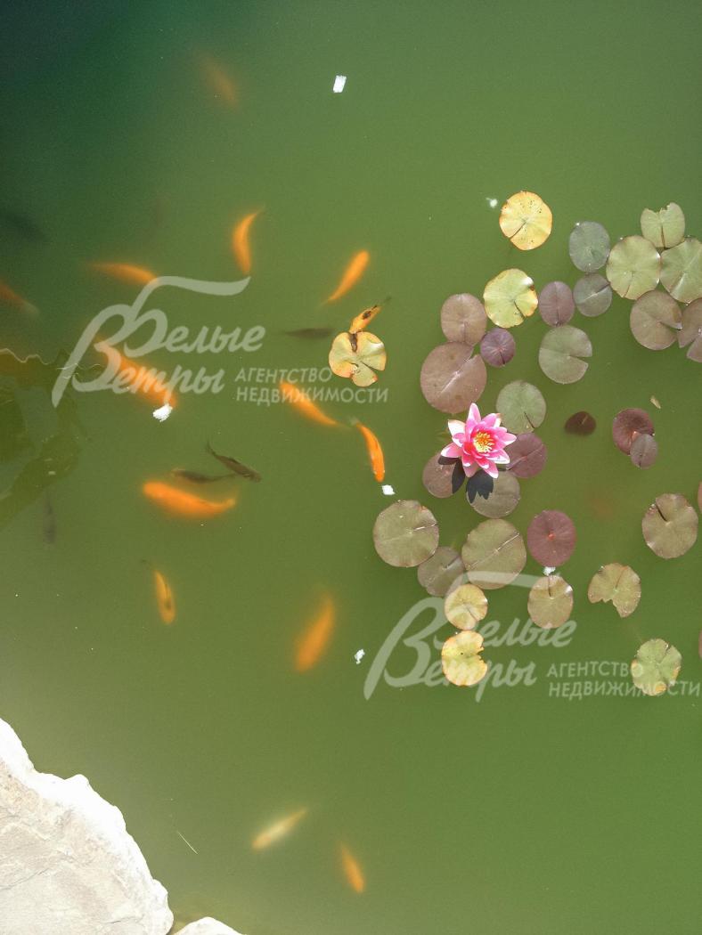 Пруд на участке