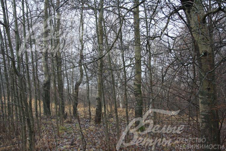 Участок 80 соток в Соната-7 КП "Настасьино"