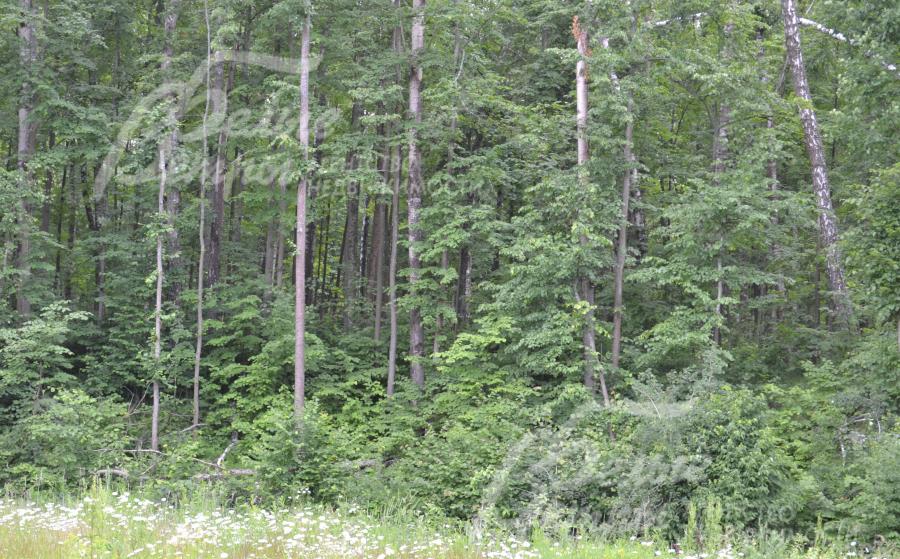 Лесной участок с уклоном 12 соток в поселке Лесное Озеро