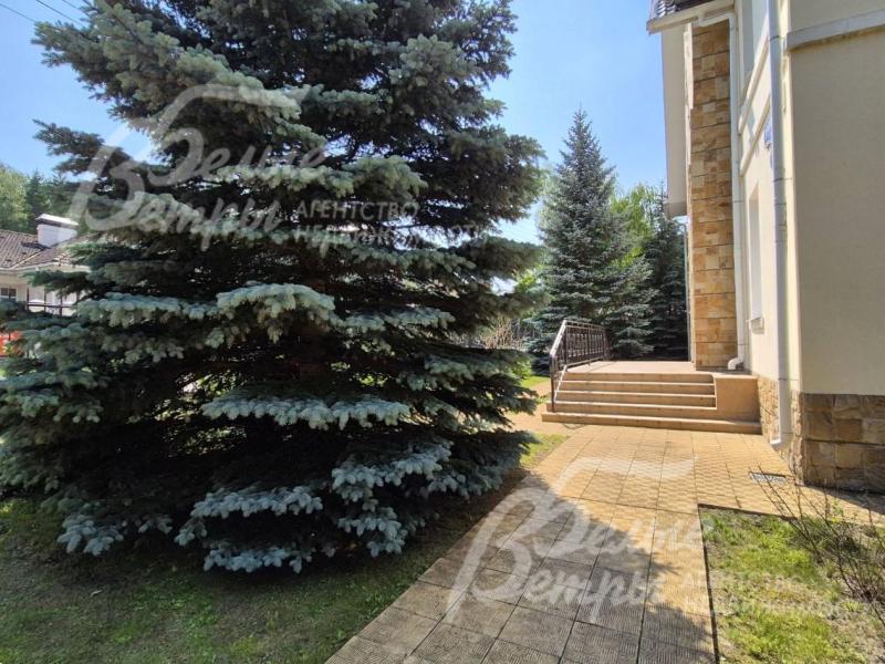 Множество крупномерных хвойных деревьев на участке.