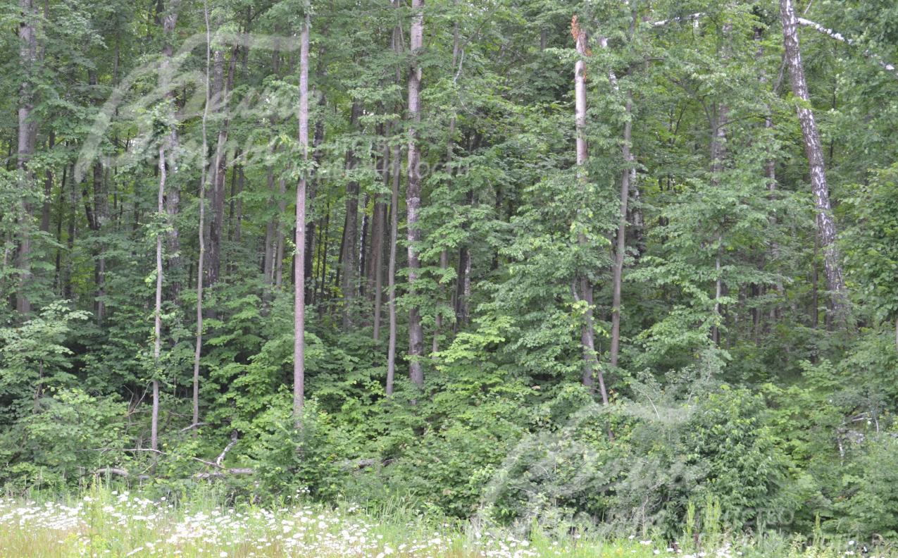 Лесной участок с уклоном 12 соток в поселке Лесное Озеро