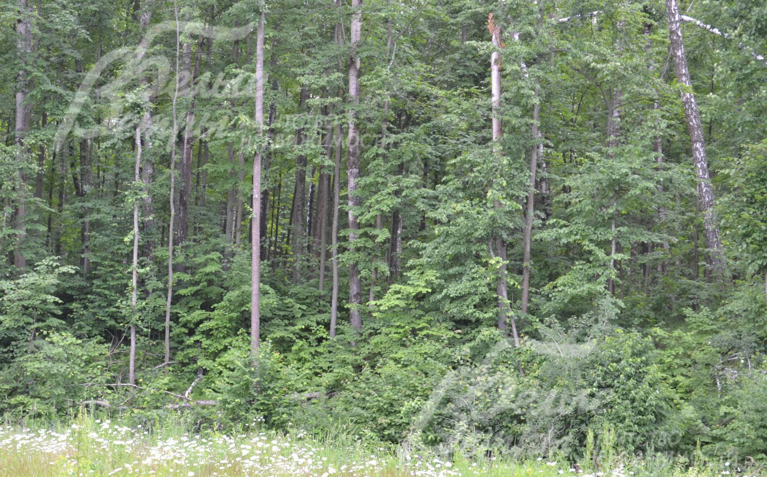 Лесной участок с уклоном 12 соток в поселке Лесное Озеро