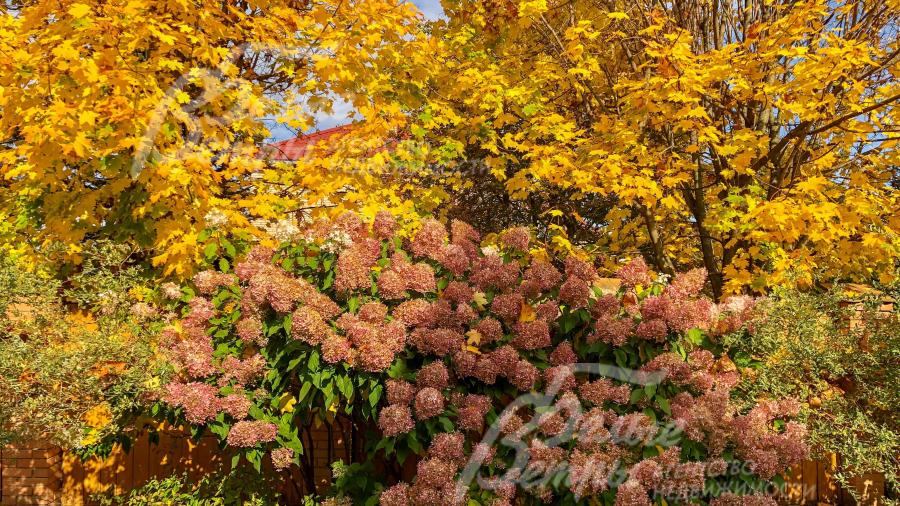 Огромные древовидные гортензии, разбит розарий и цветники