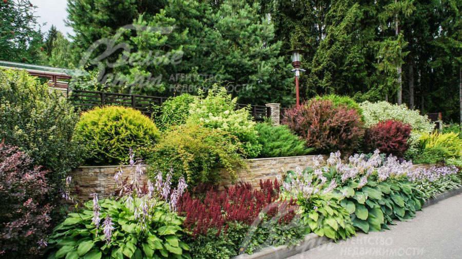 Декоративные кустарники на территории поселка