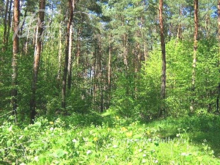 Лесной участок 12.24 сотки в КП Уварово